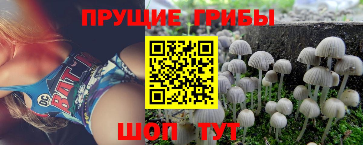 Галлюциногенные грибы Psilocybe Унеча